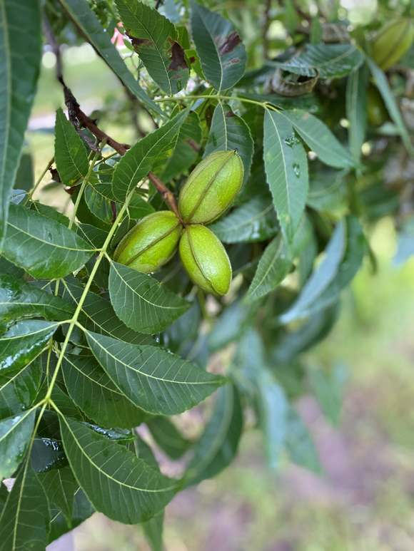 Green pecans on a pecan tree branch